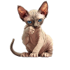 Sphynx Kitten Sphynx Cat
