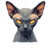 Sphynx Kätzchen Sphynx Katze