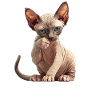 Sphynx Kitten Sphynx Cat