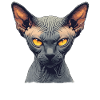 Chaton Sphynx Chat Sphynx