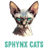 Sphynx Kitten Sphynx Cat