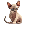 Sphynx Chaton Sphynx Chat