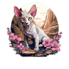 Chaton Sphynx Chat Sphynx