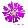 Flowerlover Nº 17