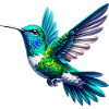 Colibri