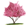 Kirsch-Sakura Rosa Blumenbaum