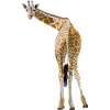 Girafe salue depuis la savane