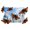 SCHMETTERLING
