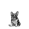 Bouledogue français Plan d’un Frenchie