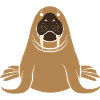 Walrus