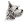 Maltese Mom