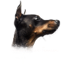 Manchester Terrier Mom