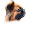 Pekingese Mom