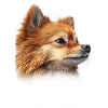 Pomeranian Mom