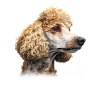 Poodle Poodle Mom