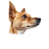 Portuguese Podengo Mom