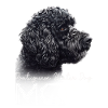 Portuguese Water Dog Mama