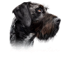 Pudelpointer Maman
