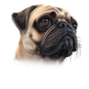 Pug Pug Mom