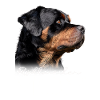Rottweiler Mom