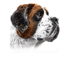Saint Bernard Sama
