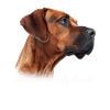 Rhodesian Ridgeback Mom
