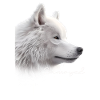 Samoyed Mama