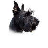 Scottish Terrier Mom