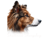 Shetland Sheepdog Mama