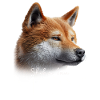 Shiba Inu Mama