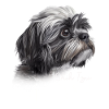 Shih Tzu Mom