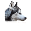 Siberian Husky Mom