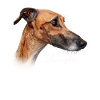 Sloughi Mom