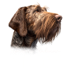 Spinone Italiano Mama
