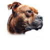 Staffordshire Bull Terrier Mor