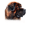 Tibetan Mastiff Mom