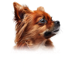 Tibetan Spaniel Mom