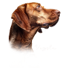 Vizsla Mom
