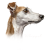 Maman Whippet