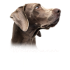 Weimaraner Mom