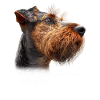Maman Welsh Terrier