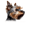 Yorkshire Terrier Yama