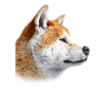 Akita Mama