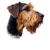 Airedale Terrier Mom