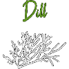 Dill Herbs
