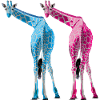 Giraffes let it rip