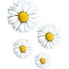 daisy,flowers,blossoms