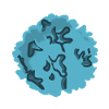 Norovirus
