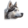 Maman Malamute Américaine