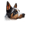 Australian Cattle Dog Mama